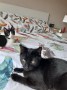Muga und Enzo (1)